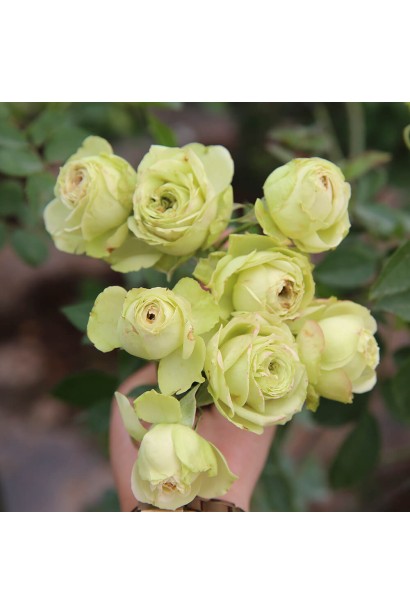 Троянда Лавлі Грін - дрібні кулясті квіти 